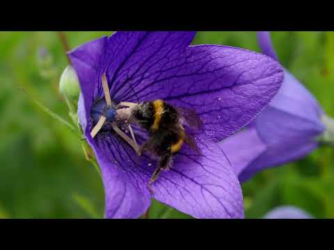 Rozwar wielkokwiatowy - roślina przyjazna pszczołom