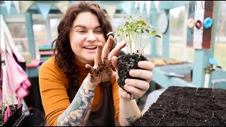 How I Start Tomato Seeds & Separate Seedlings