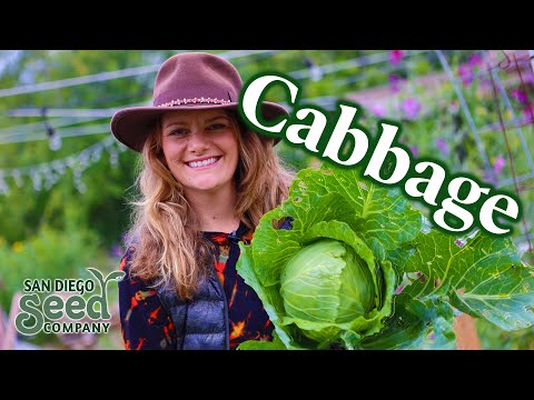 , title : 'How to GROW your own CABBAGE from SEED to HARVEST'