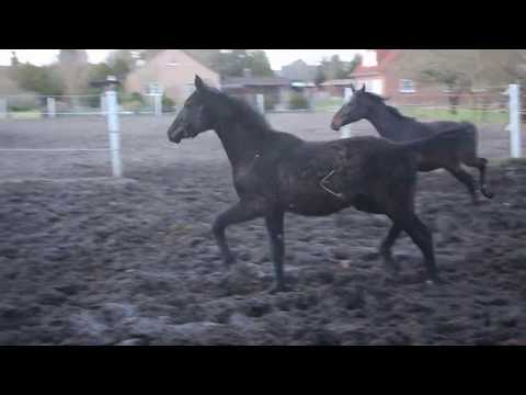 Hickstead Junior v Hickstead White (dubr) u Bellas Boy a Bretton Woods - Hotline (Rappe) - FOR SALE