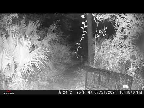 07/31/2023 Coyote Sighting — Saint Johns, FL