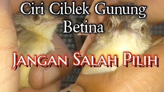 Download lagu Ciri - Ciri Ciblek Gunung Betina// Jangan Salah Pilih!!! mp3