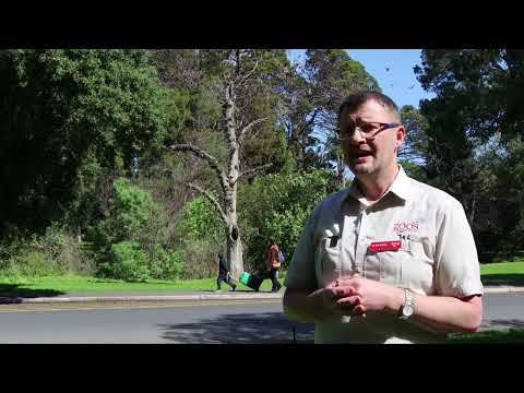 Grey Headed Flying Foxes - Introduction