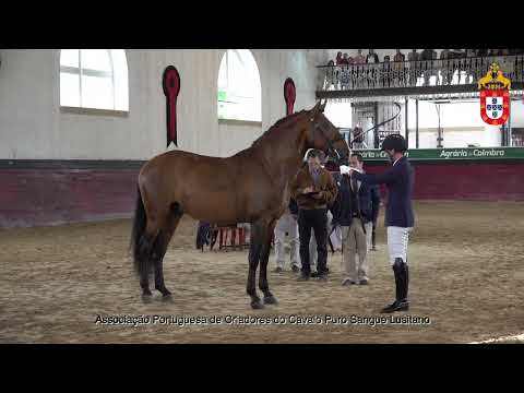 231021 26 Oxalá - Aprovação de Reprodutores