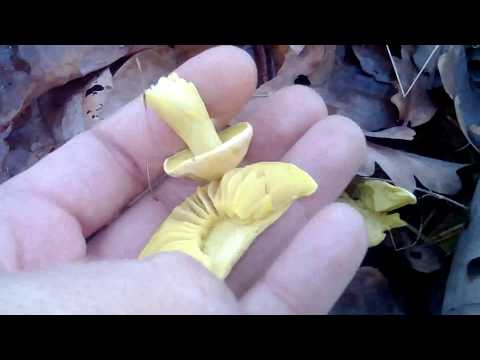 grzybobranie Gąska siarkowa ( grzyb trujący )