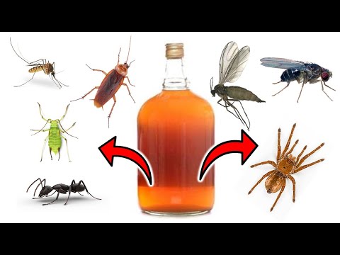 How to Use Wood Vinegar to Get Rid of Pests - Aphids, Mosquitoes, Ants, Fruit Flies, Cockroaches...