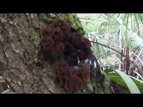 Weird and Quite Interesting Fungus