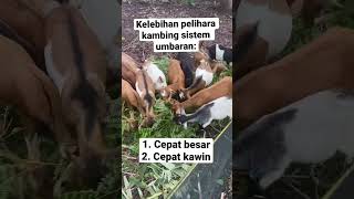 Download lagu Advantages of the free-range goat pen system mp3