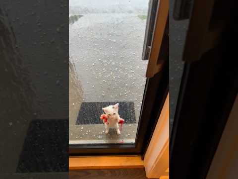 Phillies land All-Star closer Jhoan Duran ahead of MLB trade deadline ❤‍🩹😿