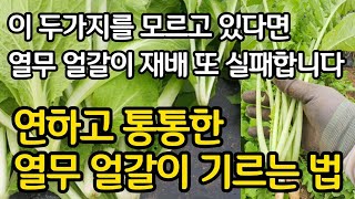 이 두가지 모른다면 열무 얼갈이 재배 또 실패합니다-연하고 통통한 열무 얼갈이 재배법