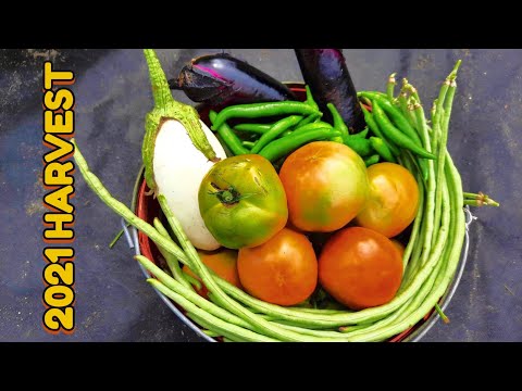 Relaxing  Garden Harvest | 2021 | ASMR | My First Garden.