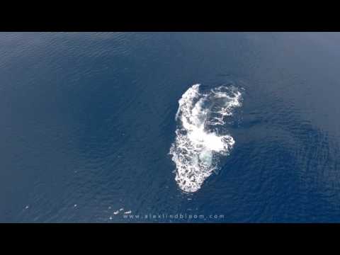 Drone Captures Bryde's Whale Feeding in Raja Ampat (2017)
