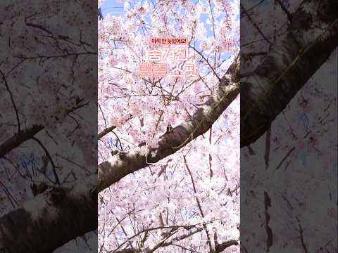 벚꽃 스팟