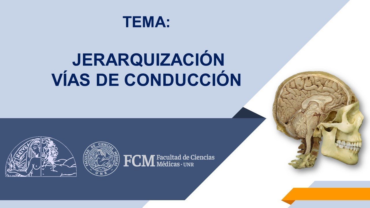 Jerarquización: Vías de conducción. Actividad sincrónica.