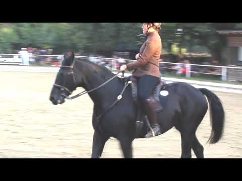 Dressur Masterclass - Inter S, Zuckermantelhof