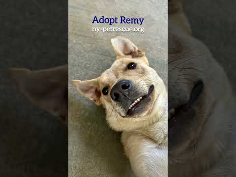Remy, an adopted Labrador Retriever Mix in Harrison, NY_image-1