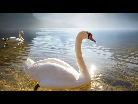 Carstvo Nebesko 🥰☺️💐🌸🌺😊