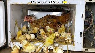 Unbelievable , Aseel HEN HARVESTED her Eggs to Baby CHICKS in Microwave Oven - Egg Hatching