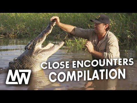 CROCODILE CLOSE ENCOUNTERS!! | Compilation | Matt Wright