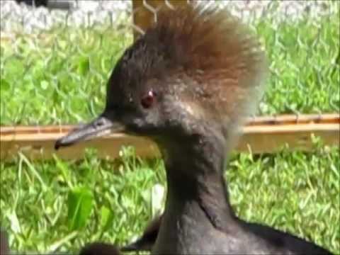 Kappensäger mit Küken, 10.6.2012 Bärau