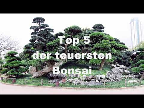 Die 5 Teuersten Bonsai der Welt !