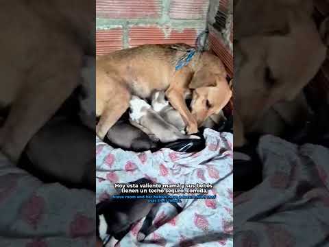 La esterilización salva vidas. La indiferencia las pone en riesgo.  Ayúdanos a seguir rescatando. 🐾