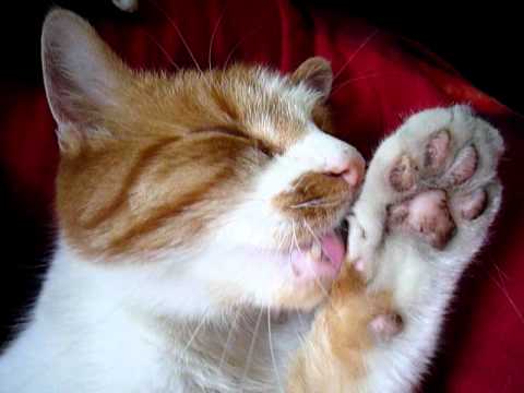 Cat washing dirty Paws - YouTube