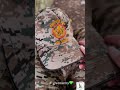 Misson Forestguard Dream Inspirational Target Khaki वनरक्षक Youtube Motivational