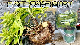 꽃 한번도 못피운 수국 캐버렸어요… 수국 꽃피우는법, 수국 월동!!