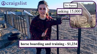CRAIGSLIST HORSE ADS