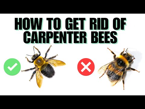 Does Hemp Seed Oil Repel Carpenter Bees