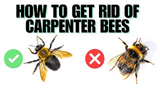 How To Get Rid Of Carpenter Bees ( AND NOT GET STUNG )