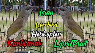 Download lagu Masteran kombok isian Lovebird, helikopter, kuntilanak, lipri/pluit mp3 Download lagu Masteran kombok isian Lovebird, helikopter, kuntilanak, lipri/pluit mp3