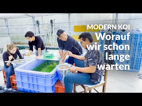 1. Selektion Karashi Asagi | Modern Koi Blog Japan #7745