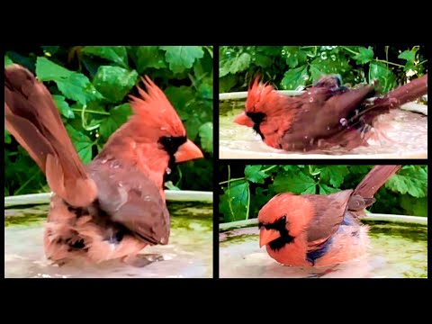 Northern Cardinal | Red Cardinal