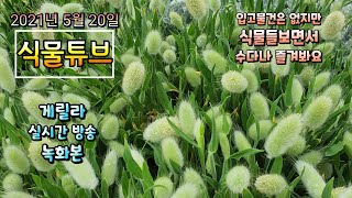 2021년 5월20일 목요일 예쁜식물들 보면서 수다떨어봐요 #양재꽃시장 #식물튜브