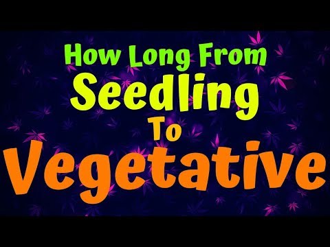 YouTube video about: How long to veg for 4 oz per plant?