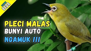 Download lagu Semua Pleci Pasti Langsung Ikut Bunyi Ngalas - Terapi Pleci Agar Buka Paruh mp3 Download lagu Semua Pleci Pasti Langsung Ikut Bunyi Ngalas - Terapi Pleci Agar Buka Paruh mp3