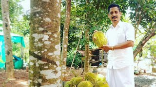 Mob-9446870497 💙💚💜Durian Fruit in kerala Thrissur Chalakudy 💙💚💜
