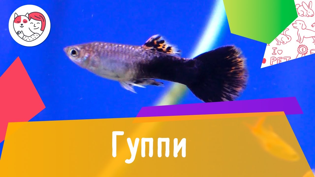Аквариумная рыбка гуппи. Особенности. Уход.