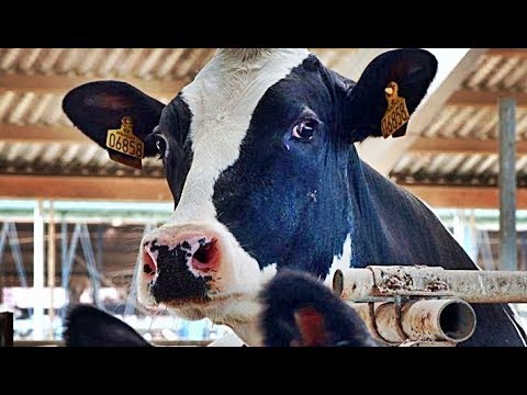 DAS SYSTEM MILCH | Trailer [HD]