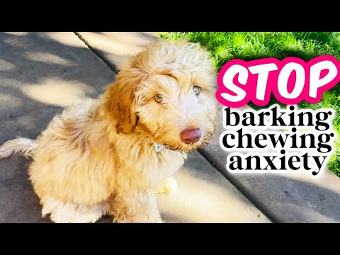 HOW TO: Train Your Puppy to be ALONE 👉 Avoiding 3 COMMON Mistakes!