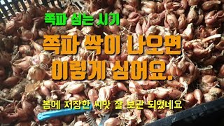 텃밭농사 쪽파심는시기 창고에 보관해뒀던 쪽파에서 싹이 나오기사작합니다  쪽파다듬고 심는방법