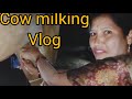 Cow Milking Vlog