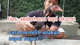 Download lagu HOW TO CHOOSE SUPER GOOD CHICKEN mp3 Download lagu HOW TO CHOOSE SUPER GOOD CHICKEN mp3