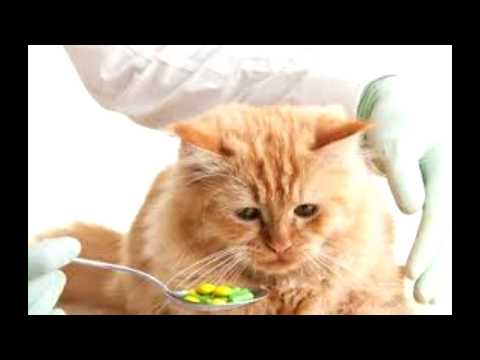 paracetamol toxicity in cats