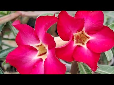 Vrinda garden is live!