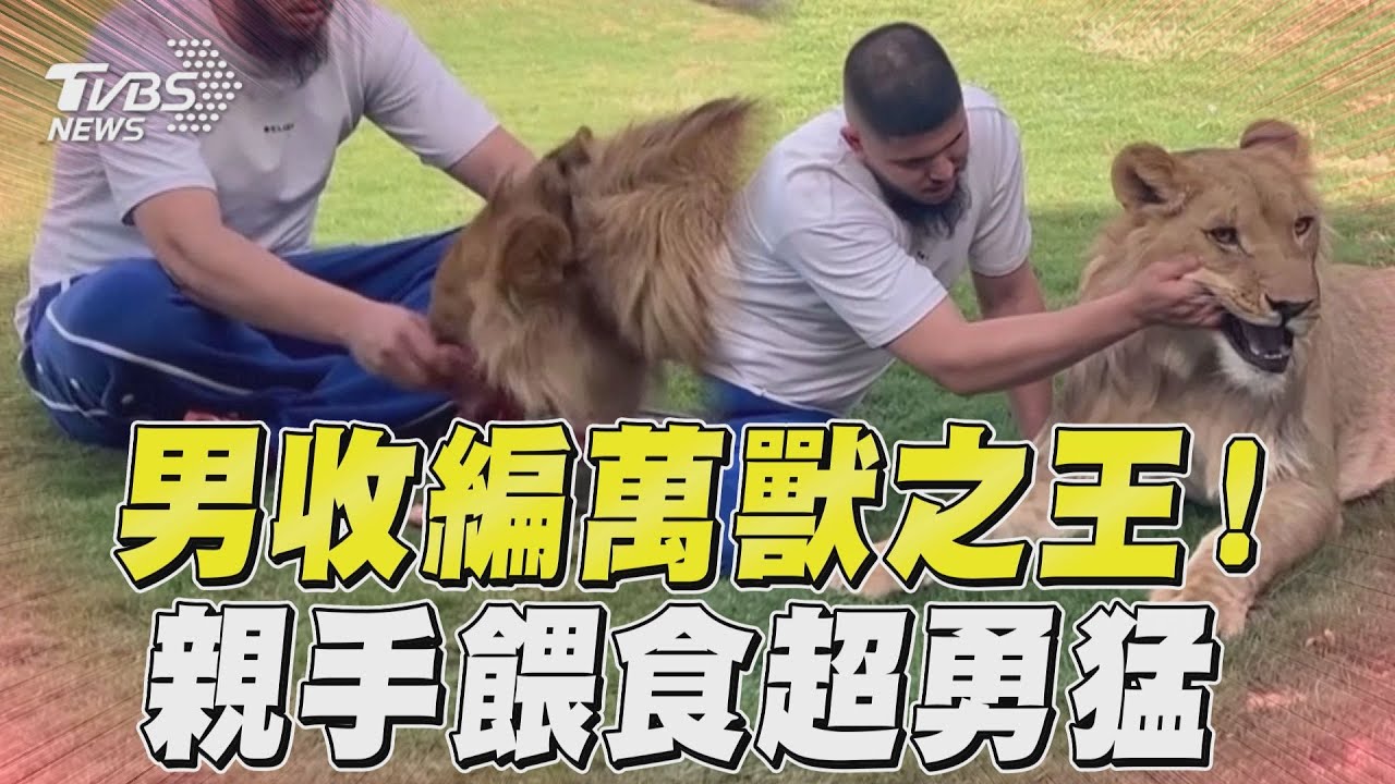有片/越級打怪養公獅!北非25歲貓奴「鍾愛大貓」 人獅玩high畫面曝