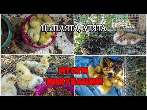 Про молодняк и инкубацию. Птичий двор. Жизнь в деревне.