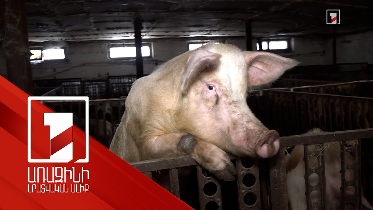 Էջմիածնի լաբորատորիայում անասնագոմերի ու թռչնանոցների համար ծղոտե տաք և չոր ծածկոց են արտադրում